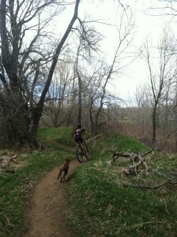 Teaching Avery Dog to draft <a href="/Fox_Sydney/">Sydney Fox</a>. Inside line and ears back, good form!