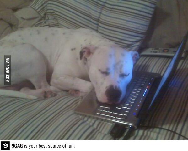 9GAG's tweet photo. After not seeing my dog in 5 months, I skyped with him last night. My mom later sent me this... http://t.co/FxnPV6Q5XX