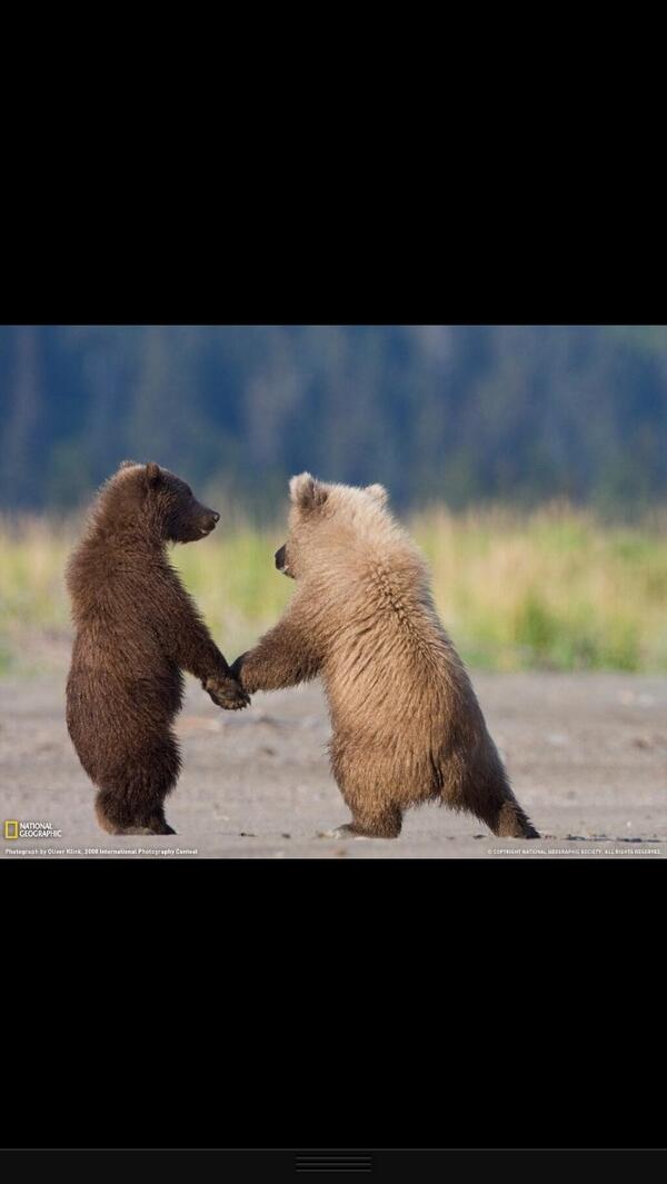 MikeLindell9's tweet photo. Bears are so cool😎 http://t.co/phEOZwhBT1