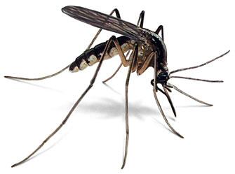 FryePestControl's tweet photo. #Fun #Fact:Adult female #mosquitoes can live up to 4 wks if they have a food source,while males live less than a week http://t.co/xXzNBETxx2