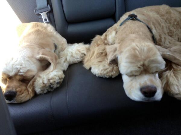 JuniDog's tweet photo. Long ride home with my buddy http://t.co/QfbRFvRJxl