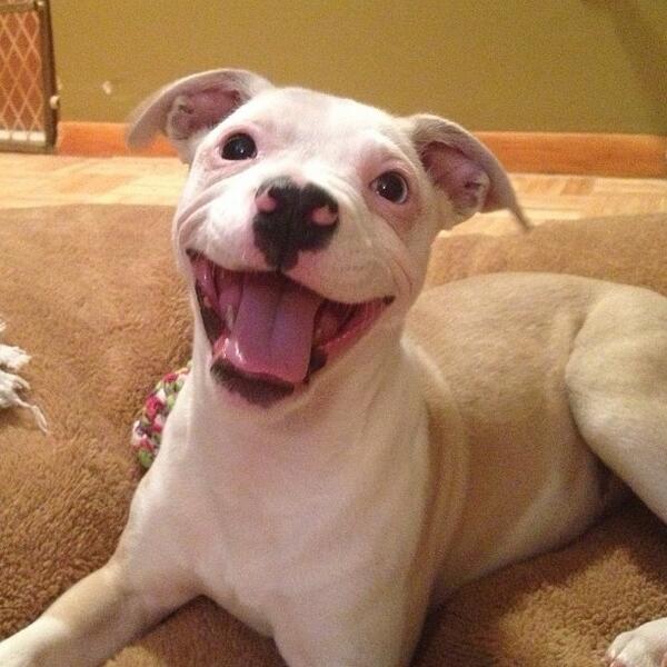 Join in with the SPCA Westchester Dog Walk and Pet Fair May 4th 10 am- 4pm FDR Park, Yorktown Heights, NY. !