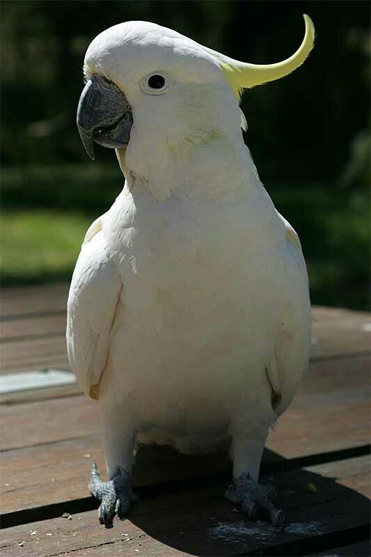 Daannysvr's tweet photo. Alguien que me obsequie una #CacatuaGalerita para que me haga feliz @DaniielLop tú? http://t.co/ZZcD6501SD