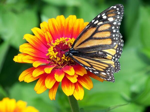 Pics_of_nature's tweet photo. Monarch butterfly http://t.co/qhcbq6HvIY