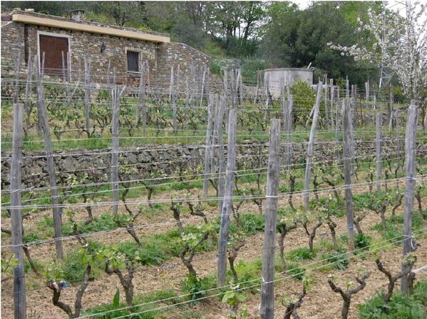 One of our three #Pigato vineyards > #Liguria #Imperia #Visamoris