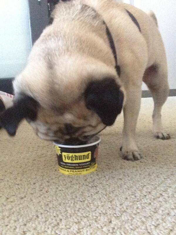 TheRealJerz's tweet photo. Nothing like a @Yoghund after a long walk! http://t.co/3uAqgLYGTY