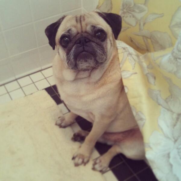 PugSlope's tweet photo. Sid thinks the shower curtain is his cape. #doofus http://t.co/AoXSvPuglB