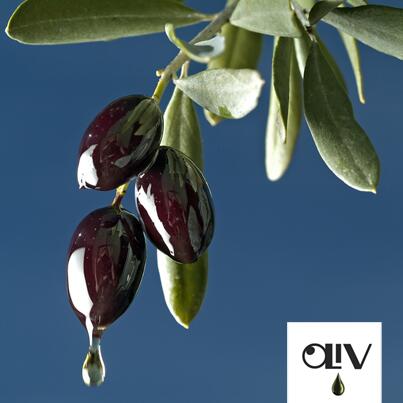 OliV Saskatoon tweet media