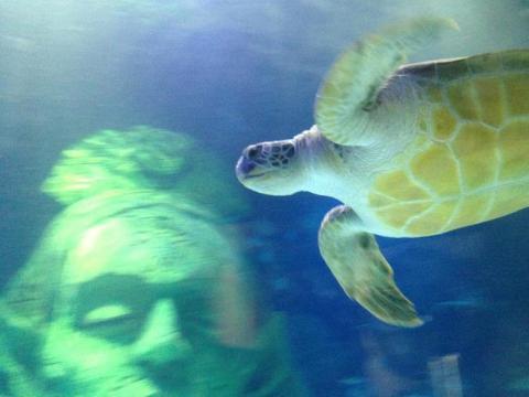 SEALIFEManc's tweet photo. Lucy here #QueenOfFish. Here is Ernie just a few moments ago enjoying his first night in his new home. #WelcomeErnie http://t.co/6NAGMmUENP