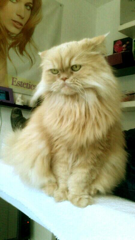 Mi lindo gatitoooooooo...te como!! Que wapo eres jodioooo!!!