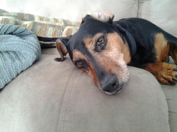 lan1970's tweet image. Single life is great. Dont need others drama in my life right now just my oscar