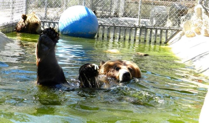 RT @WWaystation: They love the pool! Funds support our animals having these. Water is trucked to the<a class="tags" target="_blank" title="On Twitter" href="/?out=eyJ0eXAiOiJKV1QiLCJhbGciOiJIUzUxMiJ9.eyJpYXQiOjE3MjMxOTE5OTEsImlzcyI6InR3cG9ybnN0YXJzLmNvbSIsIm5iZiI6MTcyMzE5MTk5MSwiZXhwIjoxNzU0NzI3OTkxLCJyZWRpcmVjdF91cmwiOiJodHRwczovL3R3aXR0ZXIuY29tL1dXYXlzdGF0aW9uIn0.xGvDPdX__t_LU7J9mmHEIkyVORlQ6rh8hxRa8li9DmQD-S5LSZBbFq9fraJ2Qu02SXIcodwxA4nuzPFkkJyAVg">@WWaystation</a><a href="/tag/food"class="tags"><span>#food</span></a><a href="/tag/halloween"class="tags"><span>#halloween</span></a><a href="/tag/cookie"class="tags"><span>#cookie</span></a>