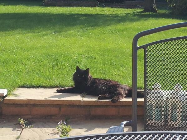 Hector_TheCat's tweet photo. At last! The sun is out. I've waited all year for this in #Stamford @Mercury1712 http://t.co/crLRtgb9BP