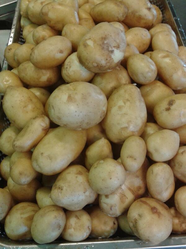 Vanavond de eerste westlandse eerstelingen !!! Lekker "!!!