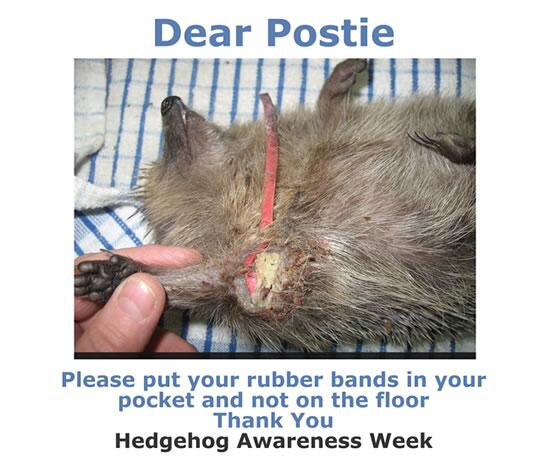 HELP SAVE A HEDGEHOG 
Please print this picture and stick it to your front door #wildlifeawareness  -