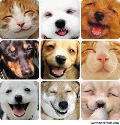 ApaAnimal's tweet photo. ¡Sonrían es Viernes! http://t.co/fGwPXGCBtO