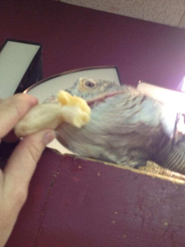 scisafari's tweet photo. @chasenlivi Here's Ozzy enjoying his banana. http://t.co/6cqFF6GgxU