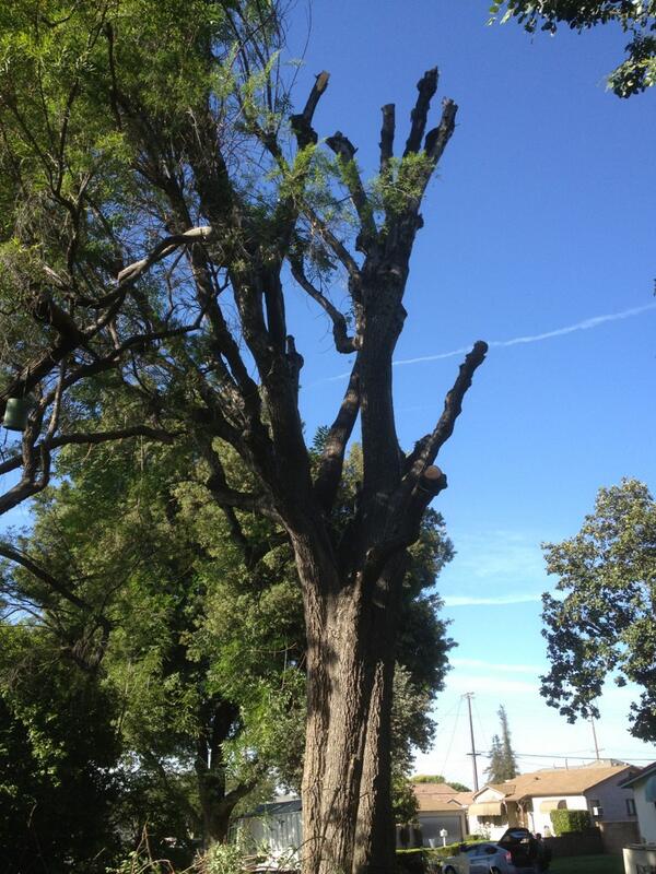 joeldcatalan's tweet image. This is happening right now...so so sad. #rootissues #treeremoval
