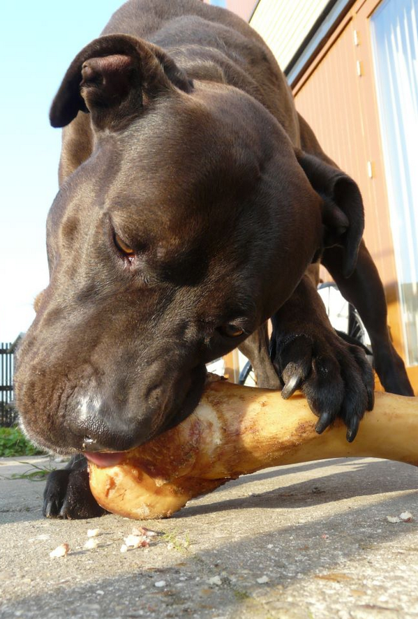 misslinz's tweet photo. De enige manier om thuis te kunnen dweilen is de hond buiten neerzetten met n vieze stinkkluif http://t.co/wWikPpptrv http://t.co/lTla9AAsFw
