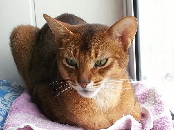 Artem Lyustik tweet media