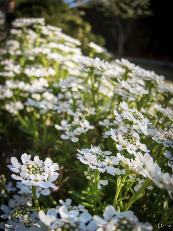 ngchiheng's tweet image. Understanding Bokeh, part 1: Does it add anything to the shot? #BokehStudy #MonkeyLogic