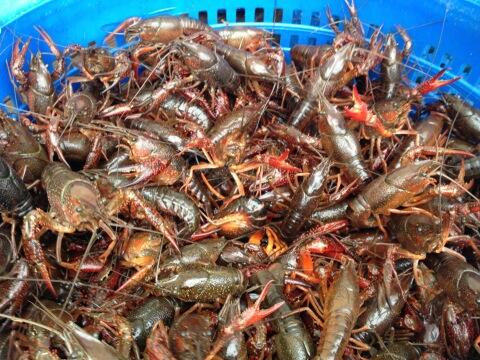 FiyaFest's tweet photo. Next batch of @shaggyscrawfish on deck. #fiyafest2013 http://t.co/Sx1q134H6L