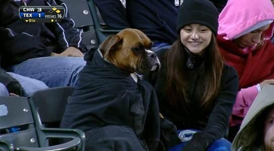 espn's tweet photo. PROOF: Canines are fans too -> http://t.co/aoFRJeMYKf