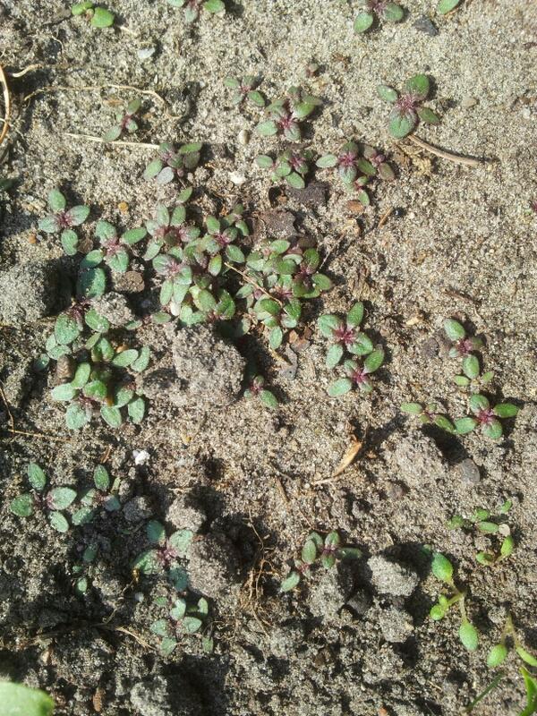 Zoals elk jaar kiemt de Verbena bonariensis massaal op de plek waar ze vorig jaar gebloeid hebben!