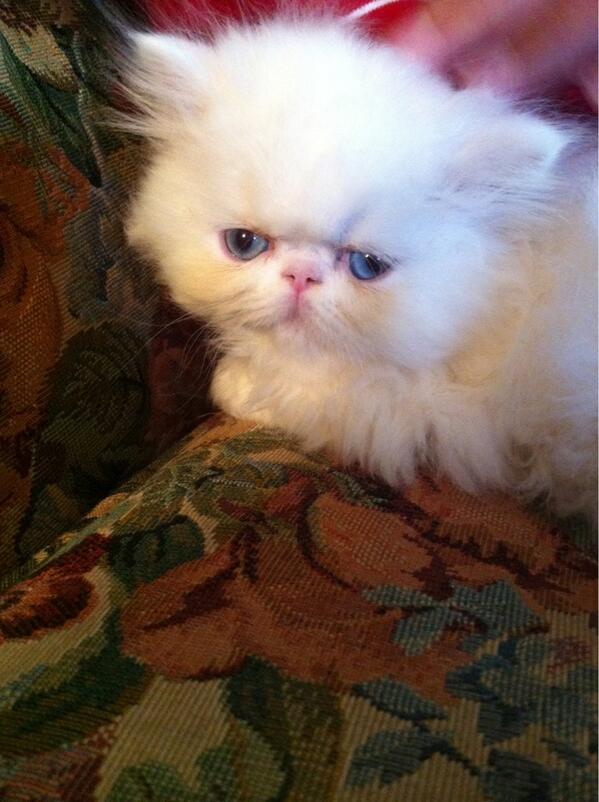 sirfluffywins's tweet photo. #sirfluffy http://t.co/Z3Hd6vt6Hq