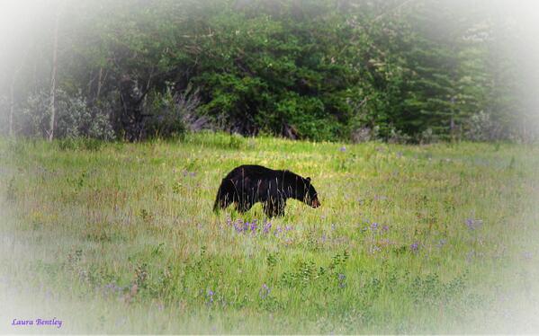 ABBestphotos's tweet image. Time to keep your eyes open 4 these beautiful #CreaturesOfTheForest!This mama had 2 cubs hanging in tree #alberta