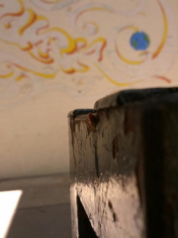 Little bug hanging out. #pitzerstorywall