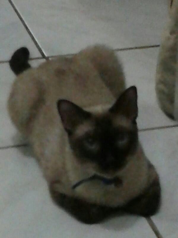 Junto a Miko!