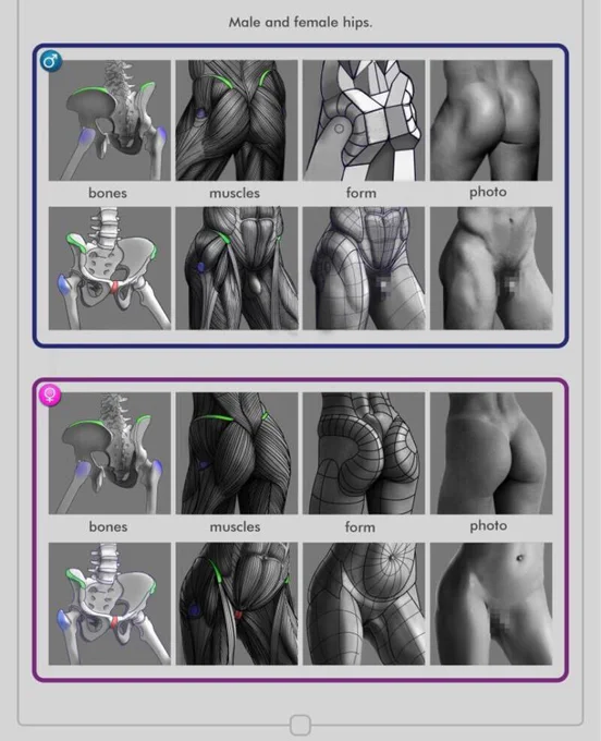 骨盤の位置の認識。
男女差もあって下半身の描き方に便利 