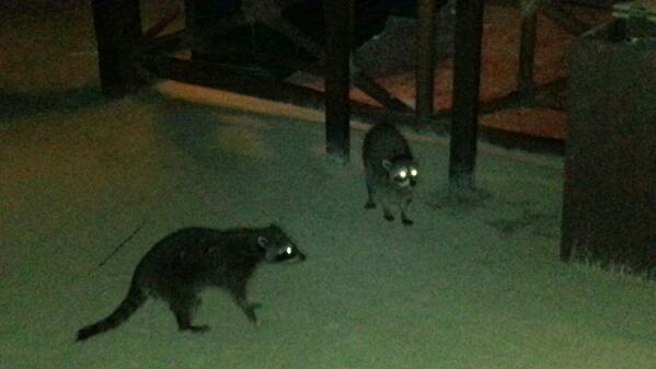 En el Snack Bar, compartiendo el momento con unos mapaches !!!!