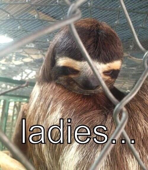 PLASTIK__'s tweet photo. #sloth http://t.co/ADPRplyxAp