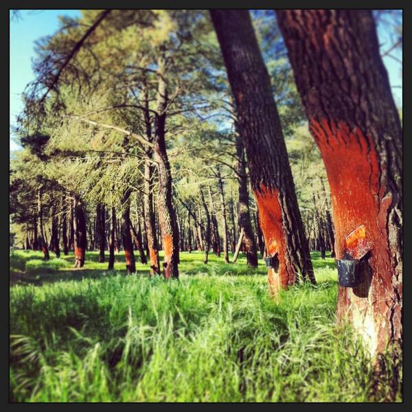 Los pinares de #Chañe te enamoran