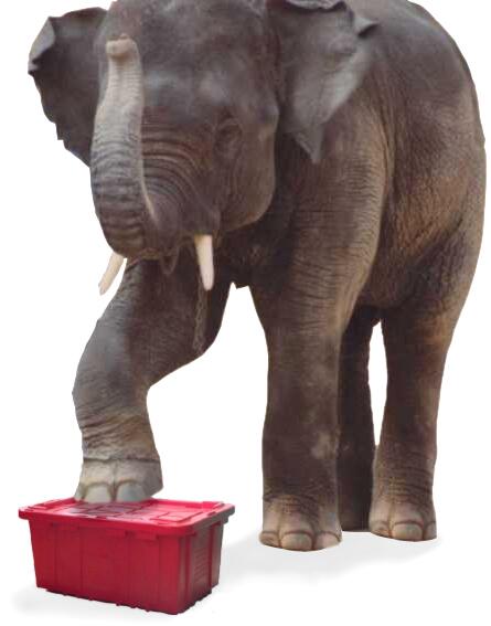 MovingStore's tweet image. Save Time &amp;amp; $$$$ Moving.
Rent our Elephant approved moving Boxx
Call Dom, Peter or Andrew at Rent A Boxx 416 789 4185