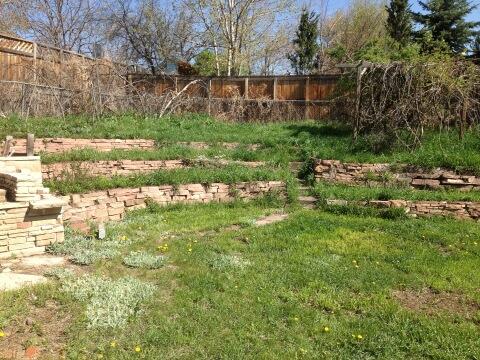 Grass does grow in Colorado.  #yardwork