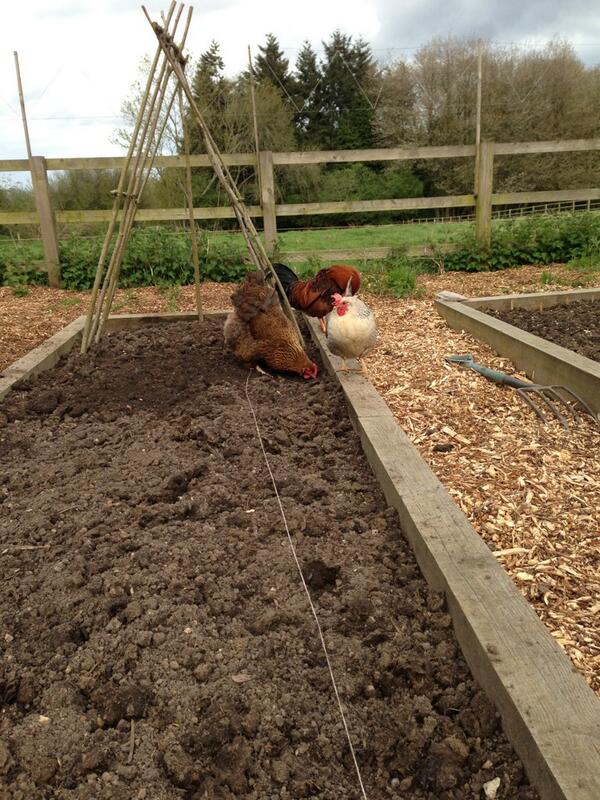 BrambleandFox's tweet photo. Audrey chicken thinks she is being helpful - I disagree... http://t.co/vPllTAu9dW