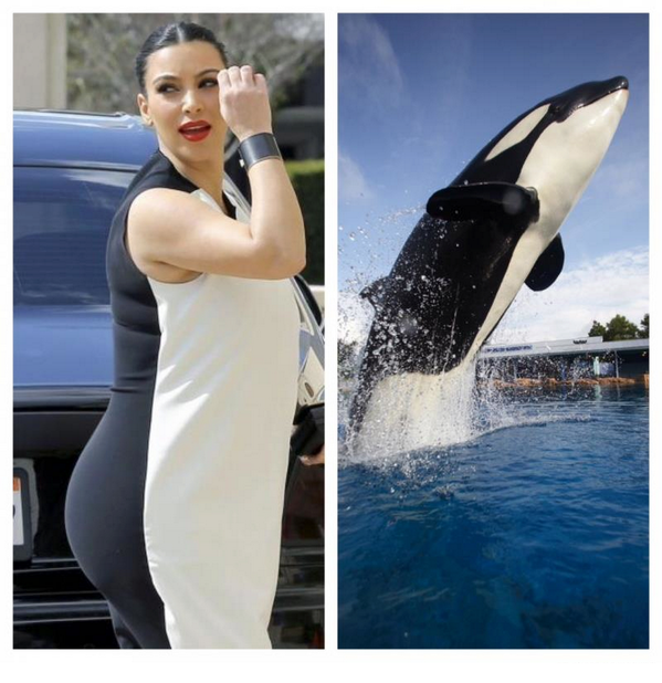 WhoWoreltBetter's tweet photo. kim kardashian or shamu the killer whale http://t.co/Y1xwSdroY1