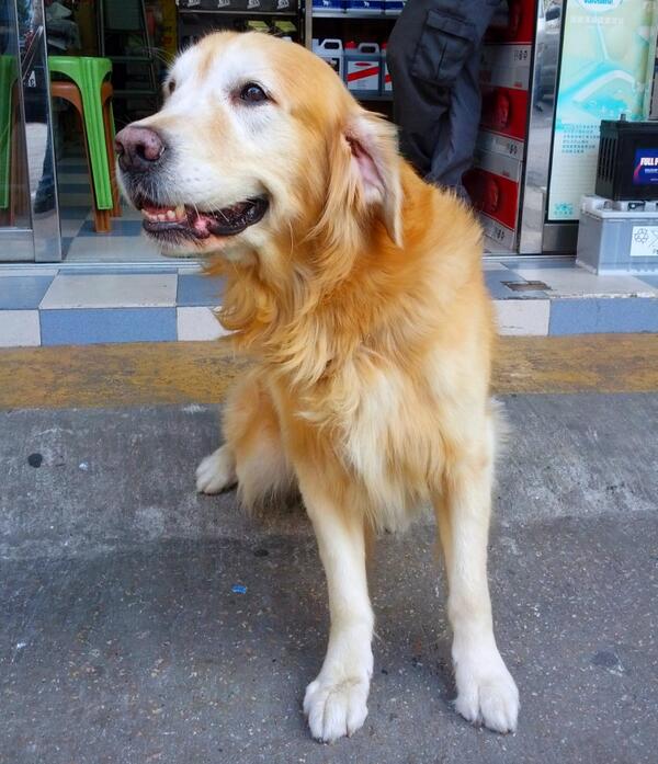 ngchiheng's tweet image. Bobby from Australia. Now the guardian at an auto-shop. Friendliest guard ever. #MonkeyLogic