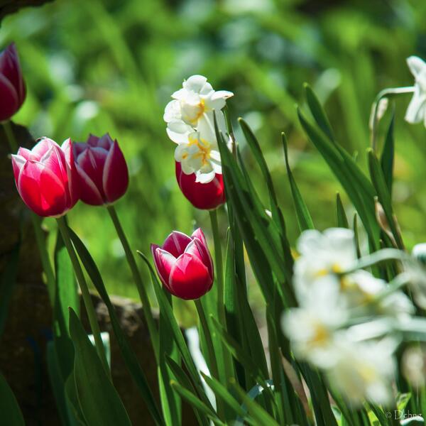 ngchiheng's tweet image. Come quick, come quick, see what I&apos;ve found! It&apos;s Spring! #MonkeyLogic