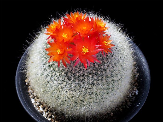 ボトムを作り続け40年 ディディエレア ペティグナティ - 植物/観葉植物