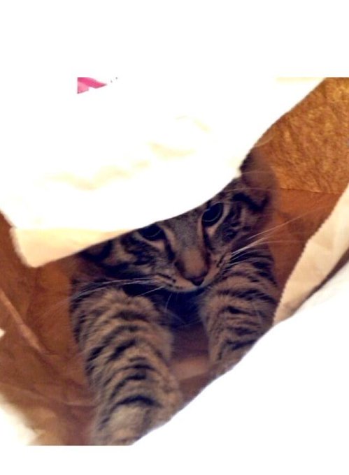 この間の仮装大賞のDVD借りて見てたら、さとあず発見♡バニー可愛いねん꒰ू&bull;௰ू&bull;๑꒱次元はもっと可愛い♡笑RT @azusa2828: ひゃっはー http://t.co/LdO3p5yuBU