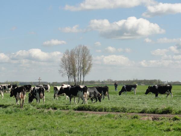 Eppo Notenboom fotografeerde de 350 koeien van boer Schep uit #Berkenwoude, voor ons nieuwe #fotoboek #krimpenerwaard