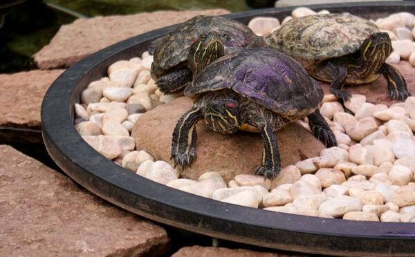 CRLeth_den1's tweet image. #Mobackes Trädgårdscenter #Floading