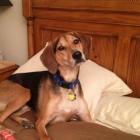 missingpetads's tweet image. missingpetads.com/1299294017_toby Lost Dog from Randallstown, MD