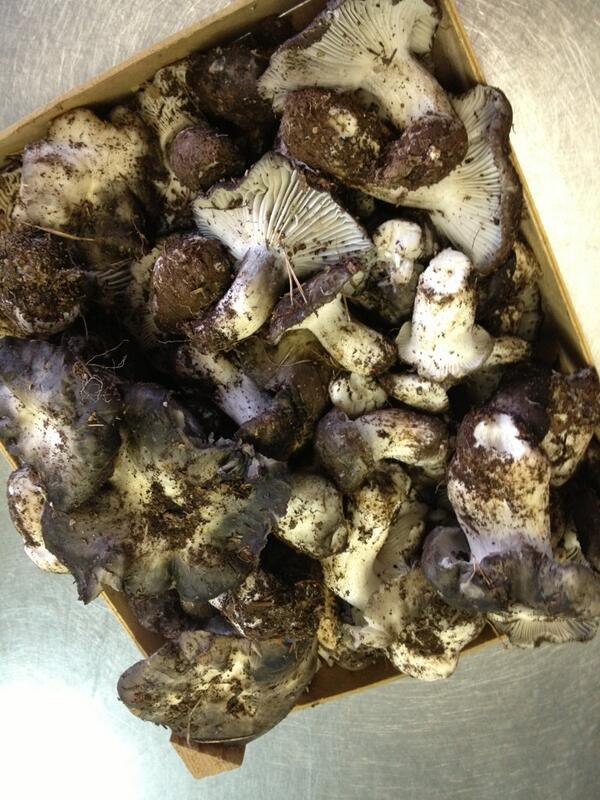 caltrave's tweet photo. Esperant el moixeró... ens acaben de portar una caixeta de #bolets de neu #gastronomia #Berguedà http://t.co/JYWE75H7nn