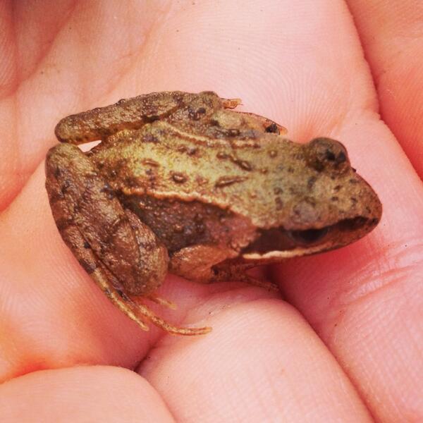 dizzyizzy2001's tweet image. My holding a little froggy