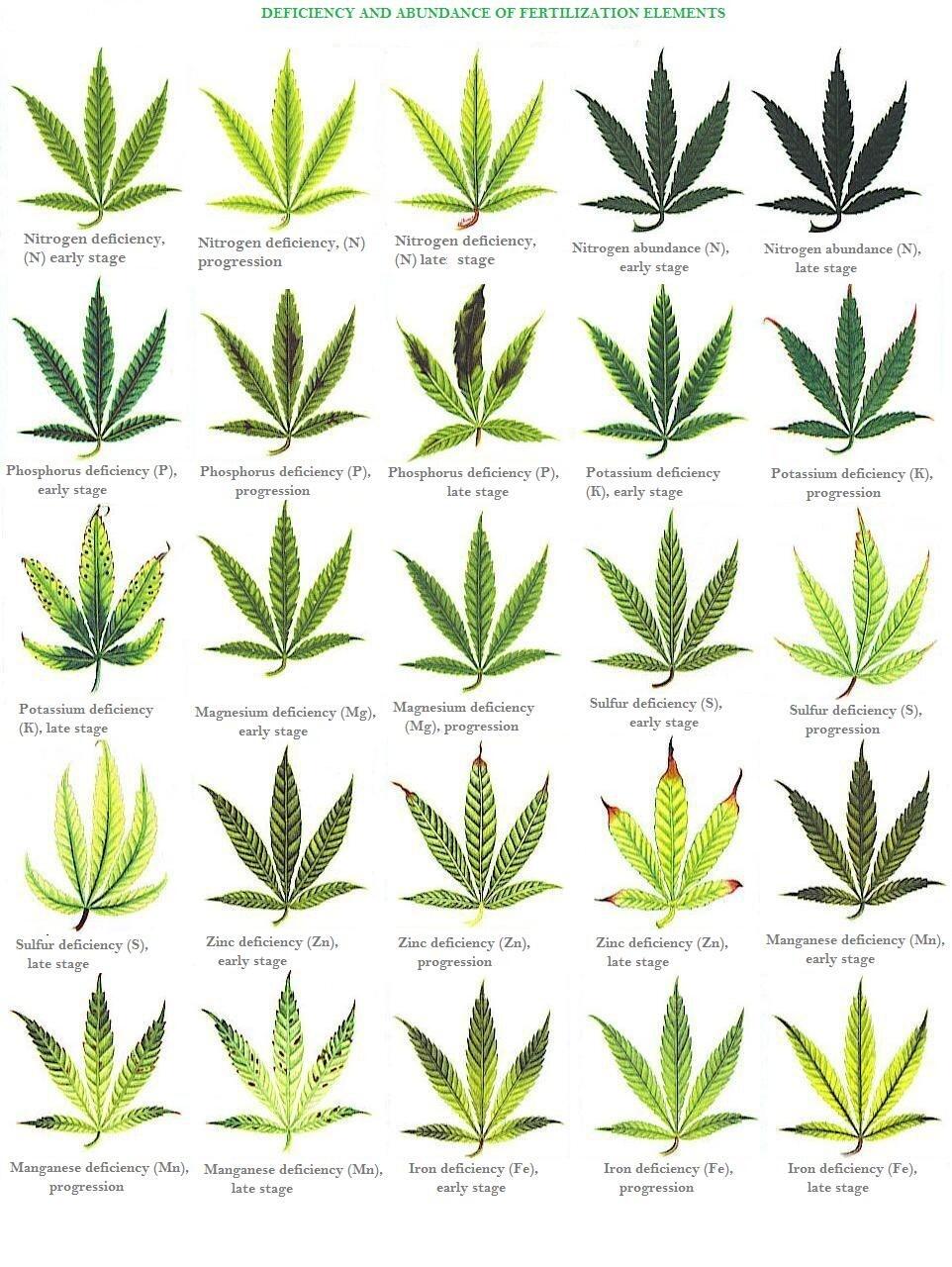 Обвисают листья конопли видео уроки выращивания марихуаны